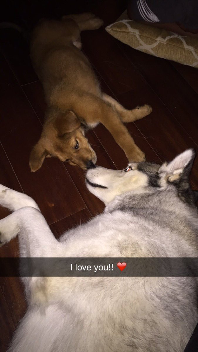 LMcCullersJrFdn's tweet photo. Buttercup and Minka are going to be life long friends! #wearetheirvoice #adoptHouston @HOUPetsAlive https://t.co/Gu4pfRhxxl