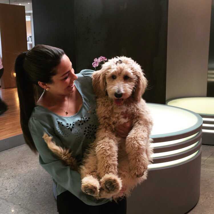 AutoAlleyOKC's tweet image. Because a cute 🐶 is the best way to start the day. Meet Penny, the house dog @MidtownR office in the Buick building.