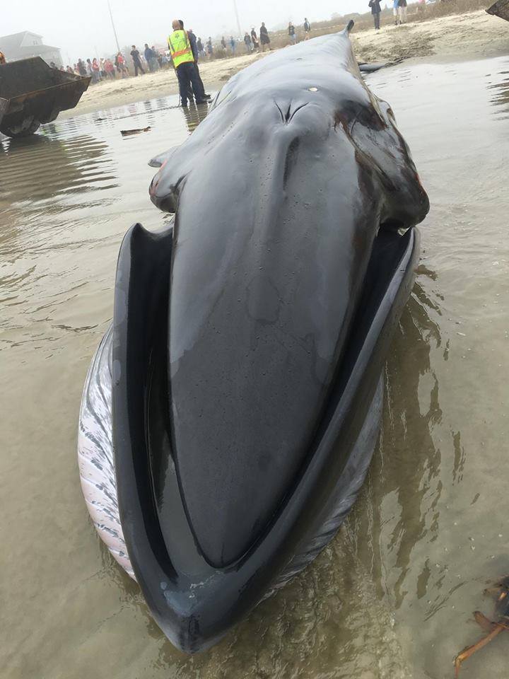 FGBNMS's tweet photo. #SeasideChat: Why do #Whales &amp; #Dolphins Strand? tonight at 6:30. Also online. Info at https://t.co/zoh6quCluC https://t.co/gND9lkGIKw