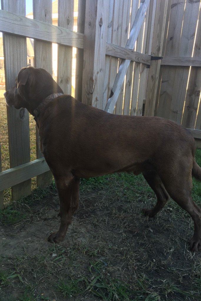 Happy 4th birthday Cleat!
