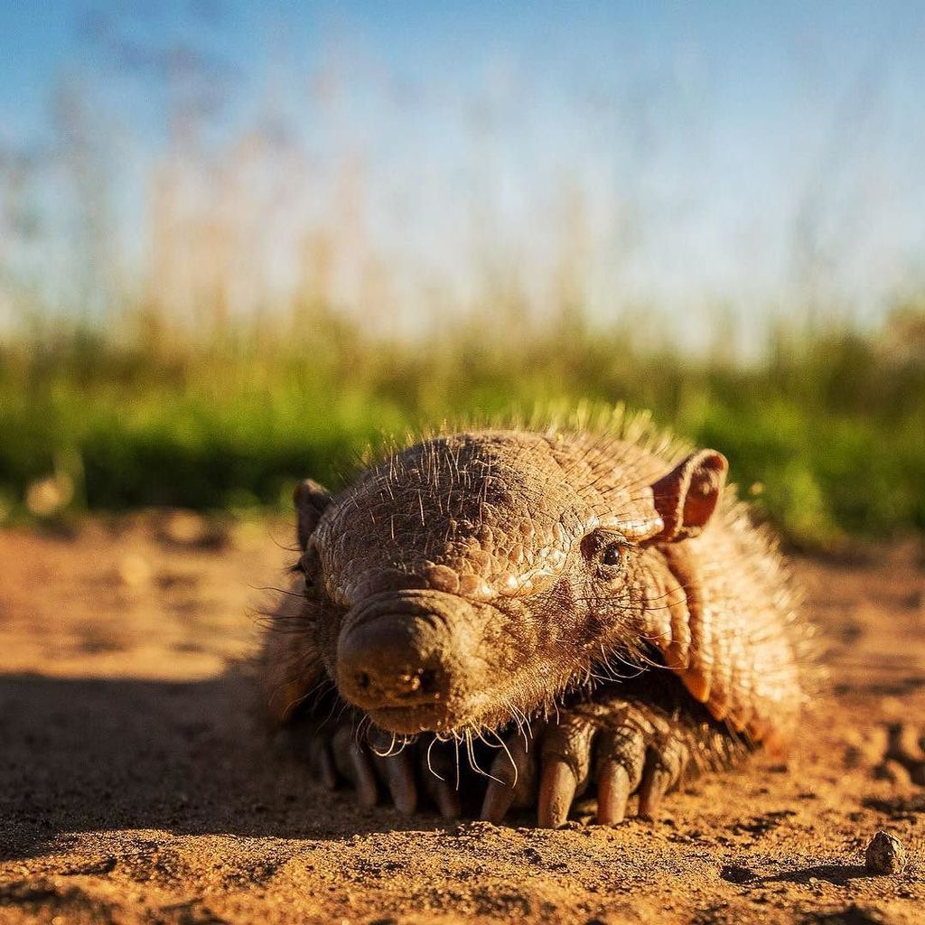 JoakoMendonca's tweet photo. #baby #mulita #armadillo #campo #camino #wildlife #animals #dinosaurstyle #way #photograph… https://t.co/WcpDpmRmk2 https://t.co/rtNyT1QCjB