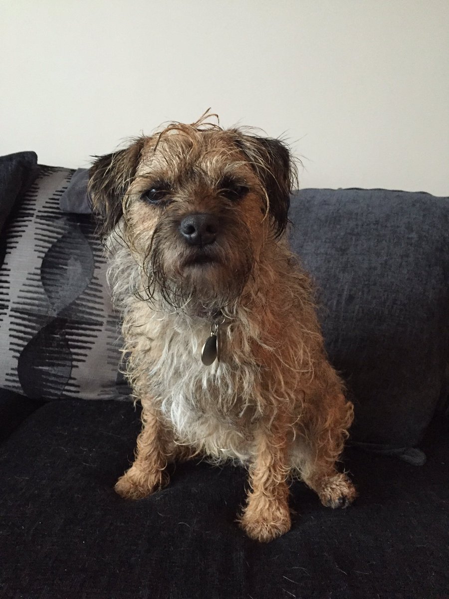 toffee_terrier's tweet photo. Weather Repawt: wet. https://t.co/f7AboUZoVB
