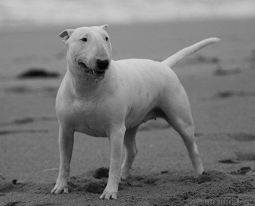 _BullTerriers's tweet photo. Oh I do like to be beside the seaside ⛵️ https://t.co/BKw1sT2d7g