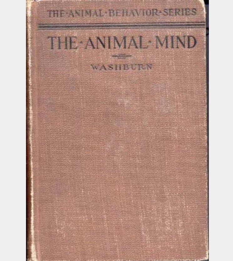 Washthisburn's tweet photo. Check out my book "The Animal Mind" #whathaveyoudone https://t.co/NSQd60Y9Wi