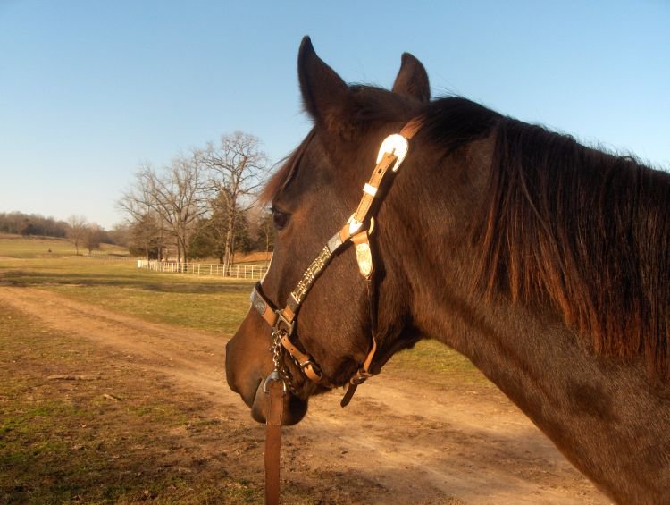 easyhorsetrain's tweet photo. Introduction to Horseback Riding #EffectivelyCommunicate #NaturalHorsemanship #EZHorse https://t.co/faHg01oGh2 https://t.co/pYSM0a1NV4