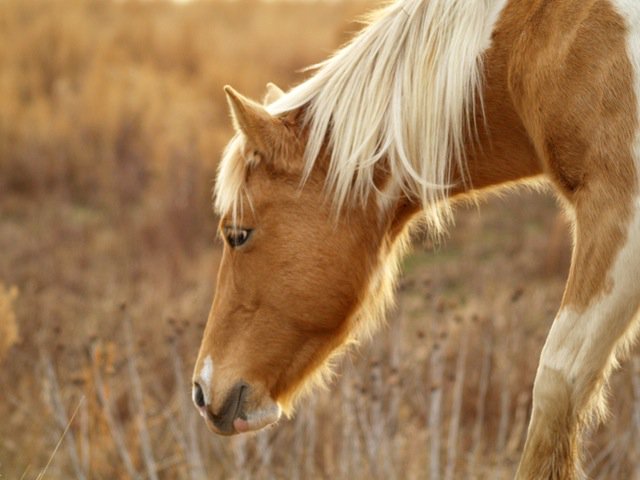 HfH's tweet photo. @ASPCA gives 2nd grant to HFH to help with the care of seized horses. #aspcagrants https://t.co/xae3n08Bey https://t.co/zePS4dx8mU