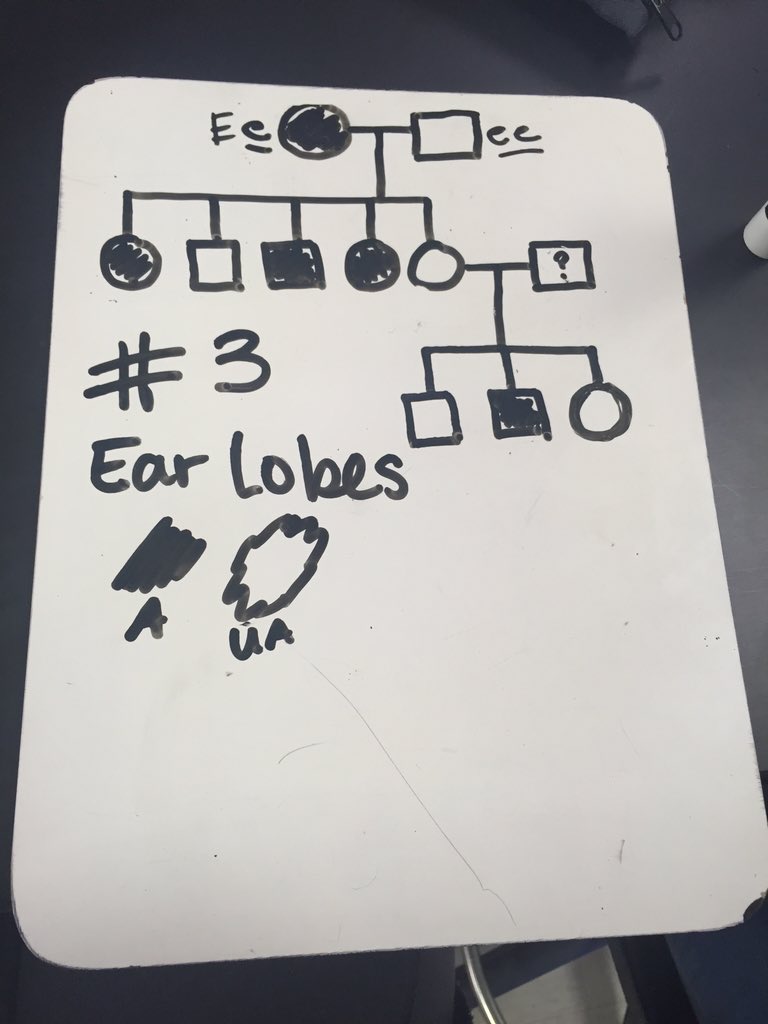 michaelaC__lhs's tweet photo. #ballhr4 #lhsgenetics @msstern_lhs @msball_lhs https://t.co/4q41fjFpVX