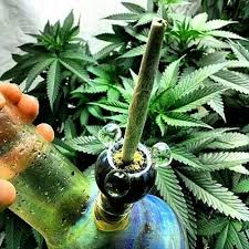 weedydotcom's tweet photo. have a nice day, our dearest friends! We are here for you! #weedy #bong #joint https://t.co/F1IyDdZAbh