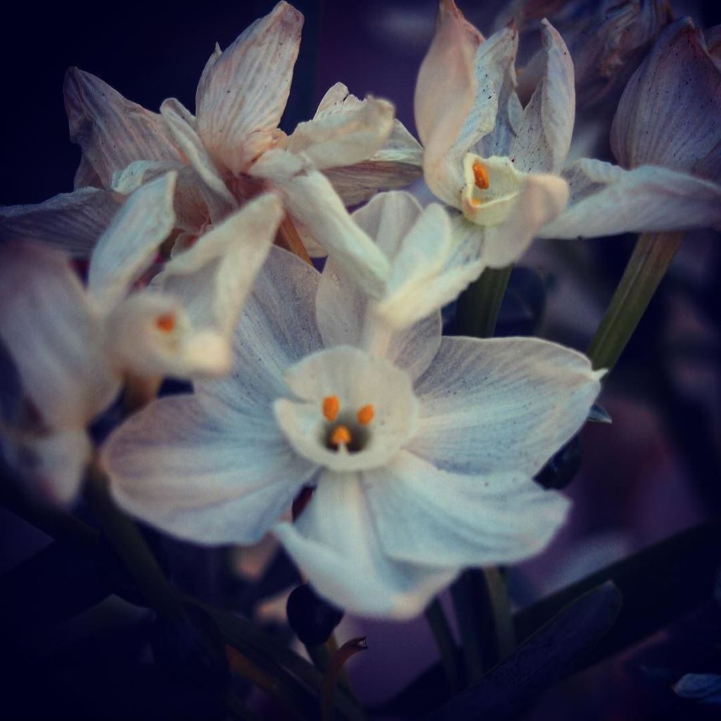 gardenersnotebk's tweet photo. https://t.co/P7TApaTJyp Paperwhites #flowers #garden #gardenersnotebook #nature #closeup #plants #outdoors #whitef… https://t.co/rAQjLdSZL6