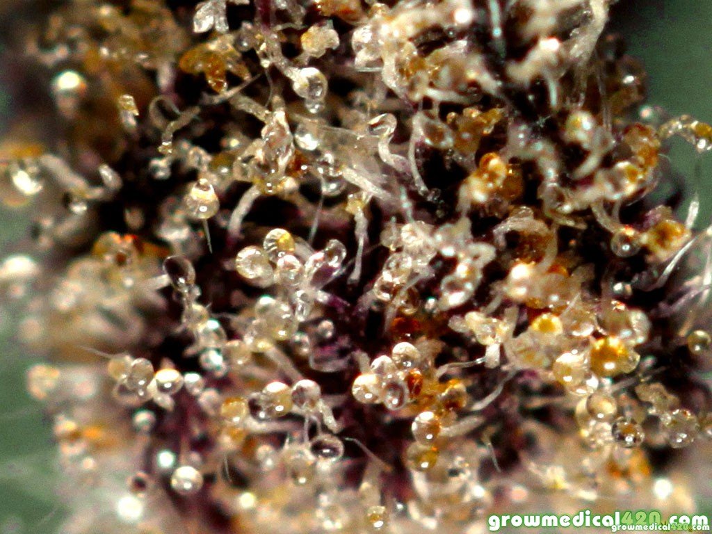 EdogZen's tweet photo. #420Easy #Trichomes Are the best way to determine When to Harvest, No matter the strain or Expected flowering time. https://t.co/WpOEXcbzxE