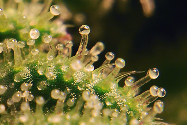 EdogZen's tweet photo. #420Easy #Trichomes Are the best way to determine When to Harvest, No matter the strain or Expected flowering time. https://t.co/WpOEXcbzxE