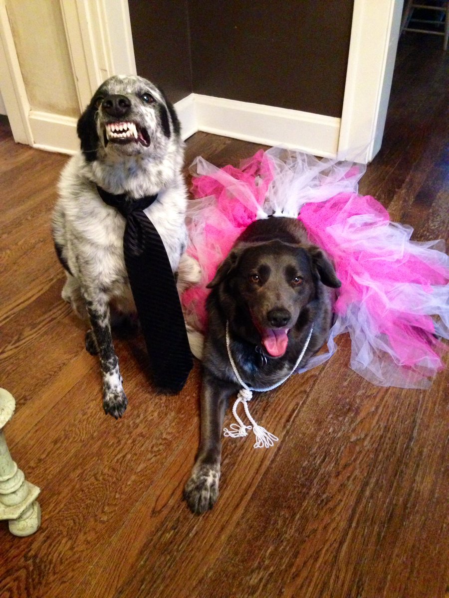 smileyandilene's tweet photo. via HLNTV;url=;text=#BestinOURshow: What award would your dog win?; Smiley&Ilean #bestinsmile #bestinOURshow https://t.co/XAL056mtRD