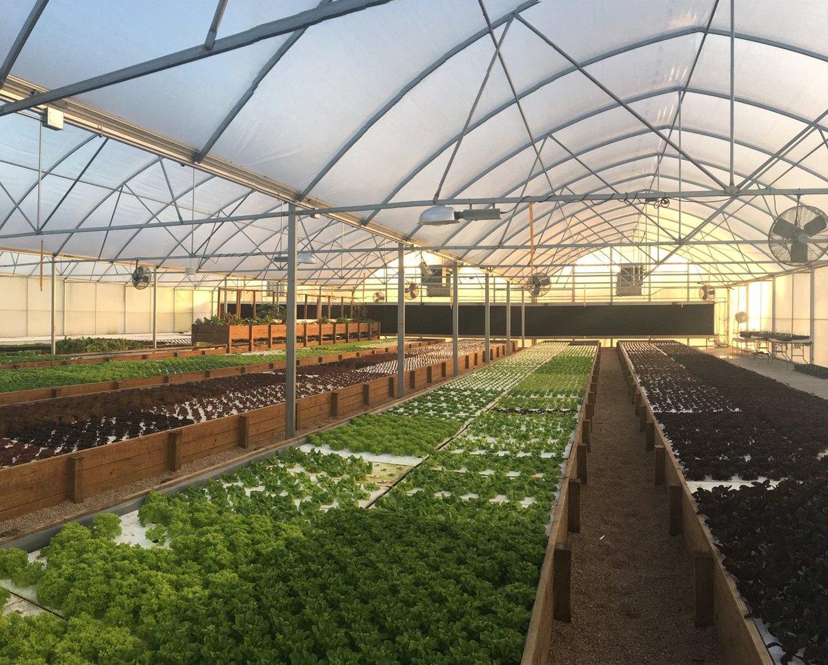 We Know Our #Farmers
#Local Vendor Spotlight: <a href="/SustainableHarv/">SustainableHarvester</a> 
They specialize in growing living lettuce!

#Houston