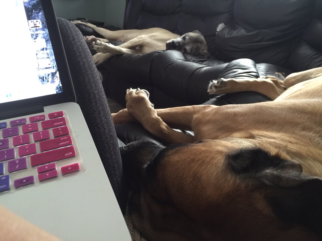 tarahansenrix's tweet photo. The view from my desk today :) #Grateful #PuppyLove #BePeace #AmericanMastiff #SweetDreams https://t.co/YZ7cAF92Qq