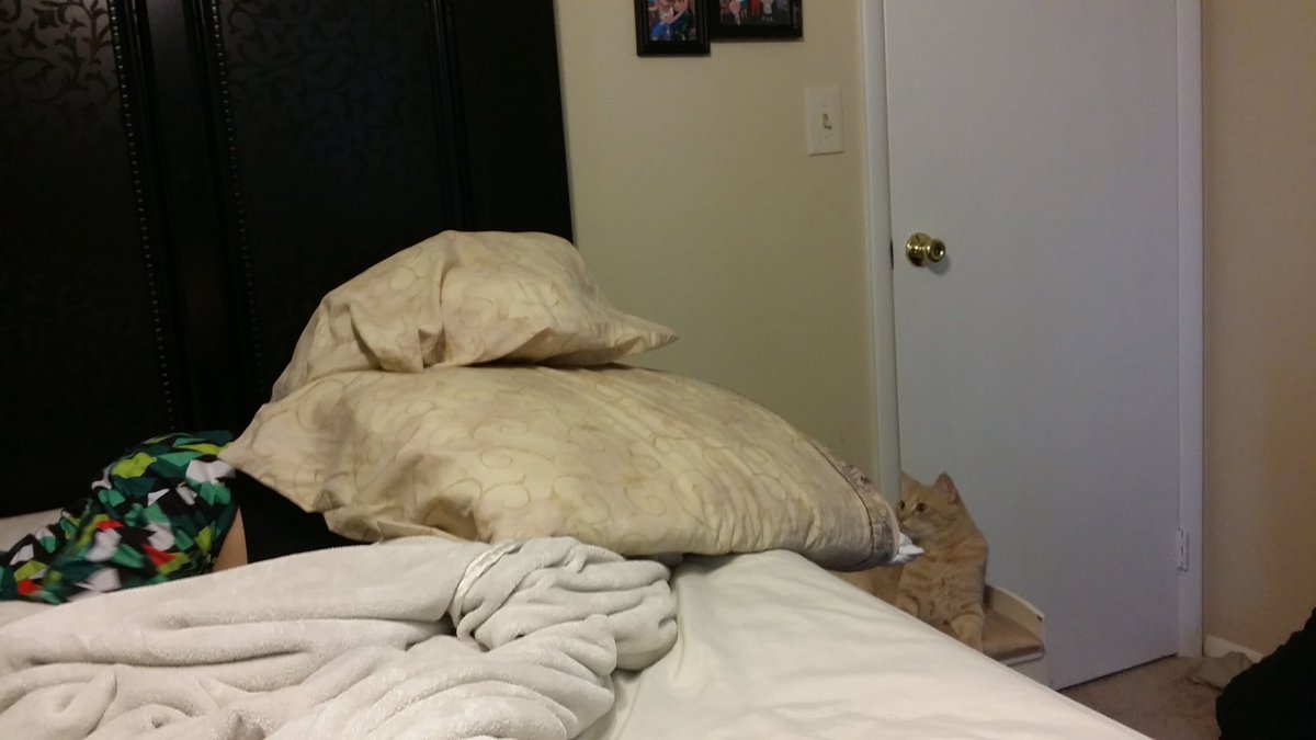 JennCramer0315's tweet photo. Poor Storm is so confused. He thought he was the only one around here who hid under the pillows. #inspiredbypets https://t.co/bGcHqL9kHX