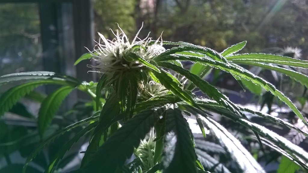 EdogZen's tweet photo. #420Easy About 3 weeks into #FlowerCycle white #PistilsPoppin & #Trichomes begin to swell/appear as #FrostedLeaf https://t.co/n5MTSKEWRv