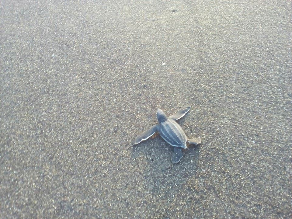 ArcasGuate's tweet photo. Histórica liberación de 48 tortugas Baule en Monterrico. Desde hace 10 años que no se veía esta especie. @CONAPgt https://t.co/PERunSC207