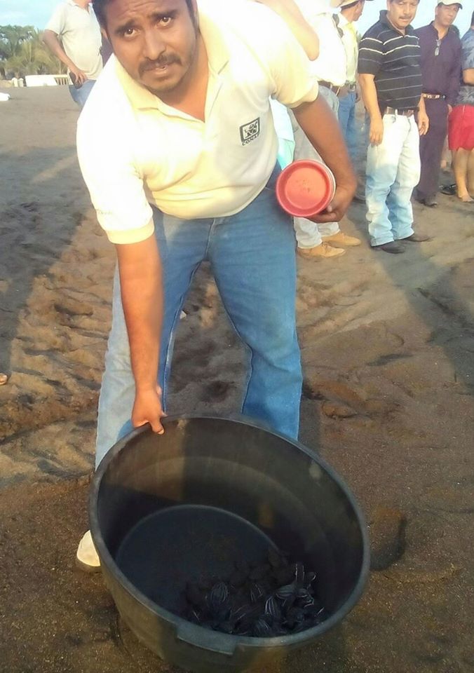 ArcasGuate's tweet photo. Histórica liberación de 48 tortugas Baule en Monterrico. Desde hace 10 años que no se veía esta especie. @CONAPgt https://t.co/PERunSC207