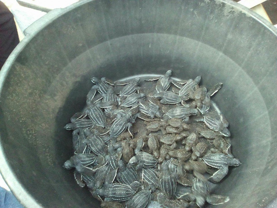 ArcasGuate's tweet photo. Histórica liberación de 48 tortugas Baule en Monterrico. Desde hace 10 años que no se veía esta especie. @CONAPgt https://t.co/PERunSC207