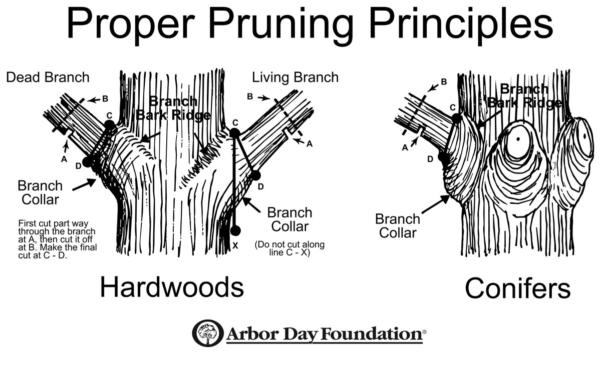 #Winter is a perfect time to prune your #trees of dead or diseased limbs <a href="/ArborDay/">Arbor Day Foundation</a> ow.ly/Y7P8s