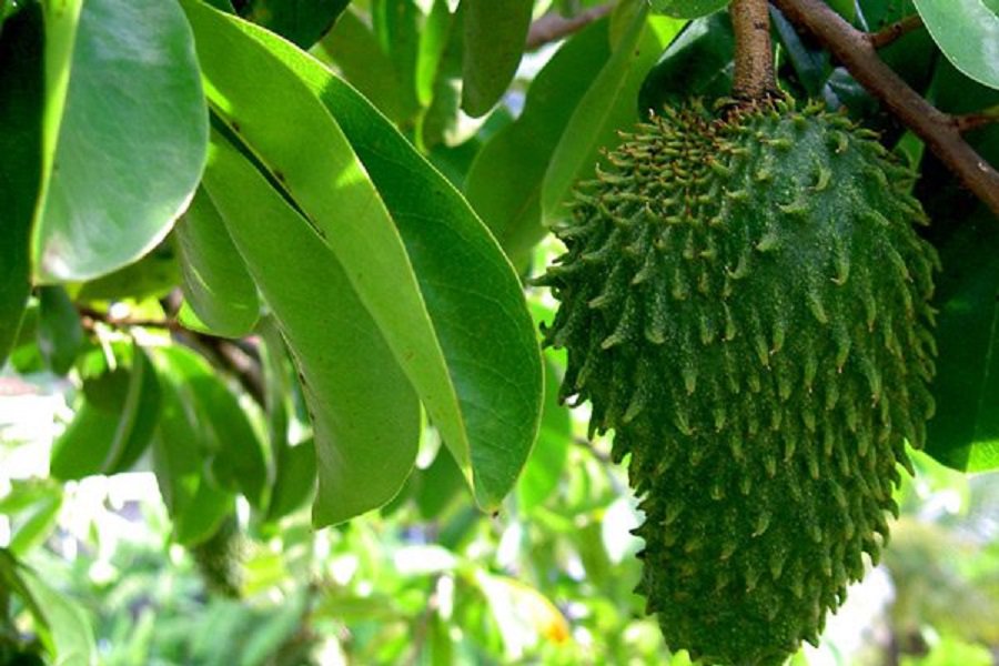Ejenplonet's tweet photo. FUE DESCUBIERTO UN FRUTO QUE PODRÍA AYUDAR A DISMINUIR EL CÁNCER INCLUSO O PARA SIEMPRE.
https://t.co/Q7IWx8aTa8 https://t.co/8mR0cykZos