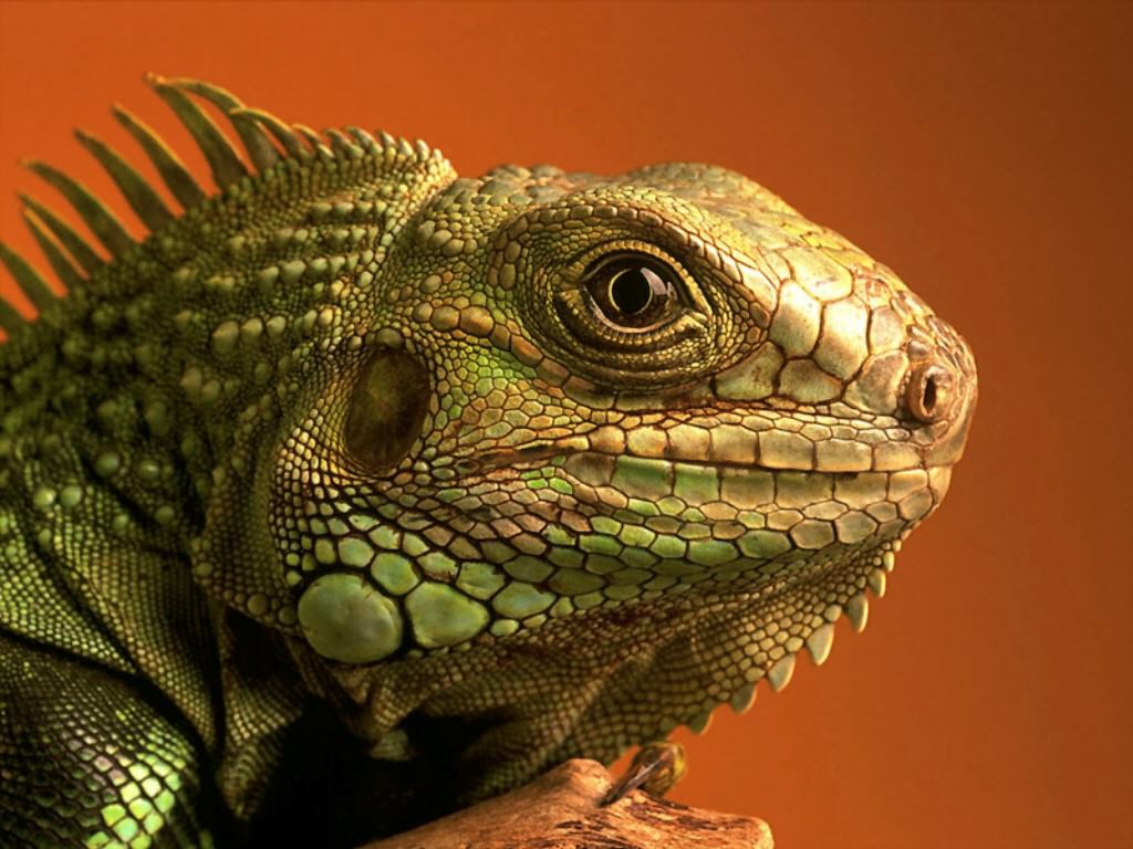 tastefactory's tweet image. Lizards always look like you just asked them to help you move.