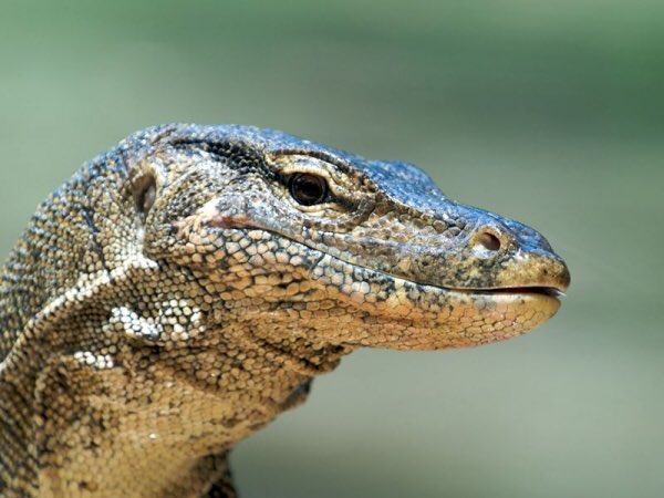 tastefactory's tweet image. Lizards always look like you just asked them to help you move.