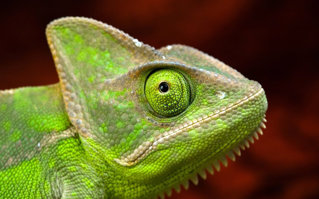 tastefactory's tweet image. Lizards always look like you just asked them to help you move.