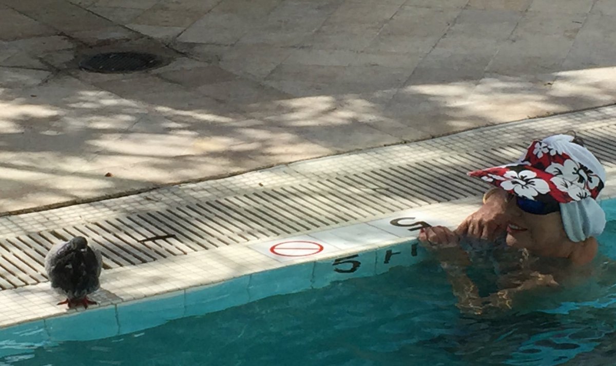 Joancollinsdbe's tweet photo. In the pool with new found friend #pigeon - I wonder if he tweets? https://t.co/aK3OuVHVL3