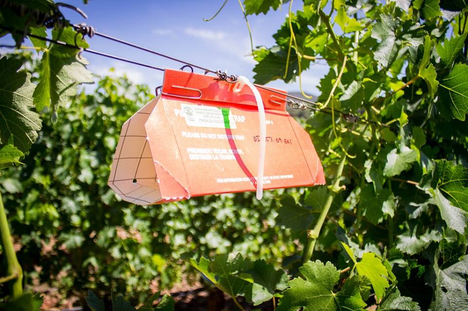 NapaCountyGov's tweet photo. Ag Commish has set #EGVM traps. Staff to service on 2-week intervals until mid-Oct. 253-4357 https://t.co/qsvTwz2F2O https://t.co/IuLlEvHjgt