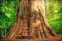 ForestConserver's tweet photo. Trees act as a sink and absorb carbon dioxide and store carbon in their wood fibers #CarbonSequestration https://t.co/HA5fduYYAP