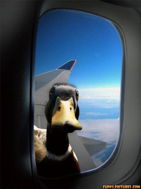 AlexRamos101's tweet photo. Old ducky wolson #quakquakquak #sillyoldducklookwhatyouvedone @MickyH1988 @jimbohurst @Callum24188 https://t.co/Y67Kq3wd8h
