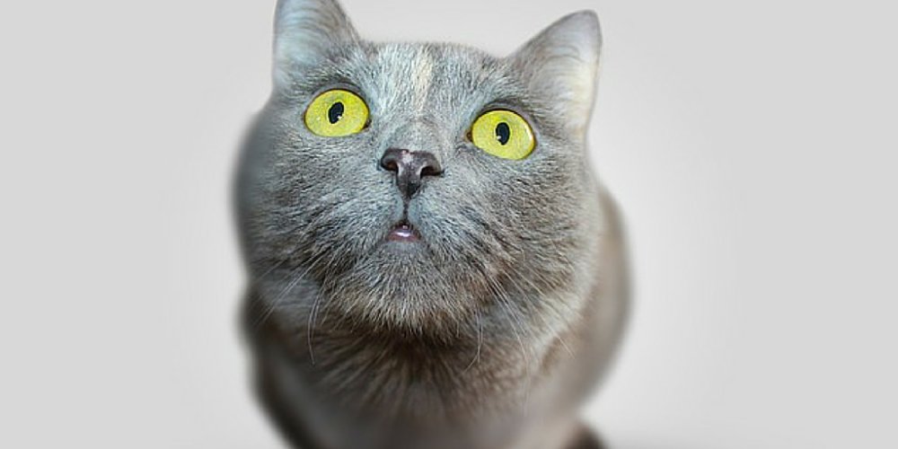 Get_Coupons_Now's tweet photo. suprised by 4  -  https://t.co/fDdnZyCnqk   -   Top 7 Things Cats Hate https://t.co/6Pju8SoYNy