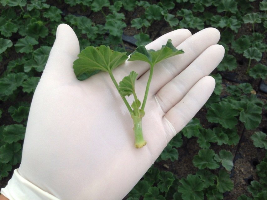 ePlantSource's tweet image. Callused Cuttings Can Be Solution for Hard-to-Root Plants hubs.ly/H02768j0 by @ePlantSource