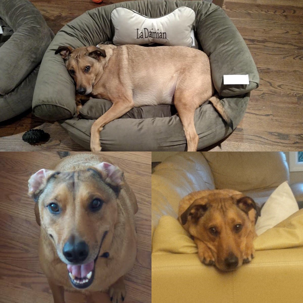 SandraTorresBM's tweet photo. A beloved dog electrocuted while on a Chicago sidewalk. Who's to blame? Story at 6 on @cbschicago https://t.co/CFpdP08cxK