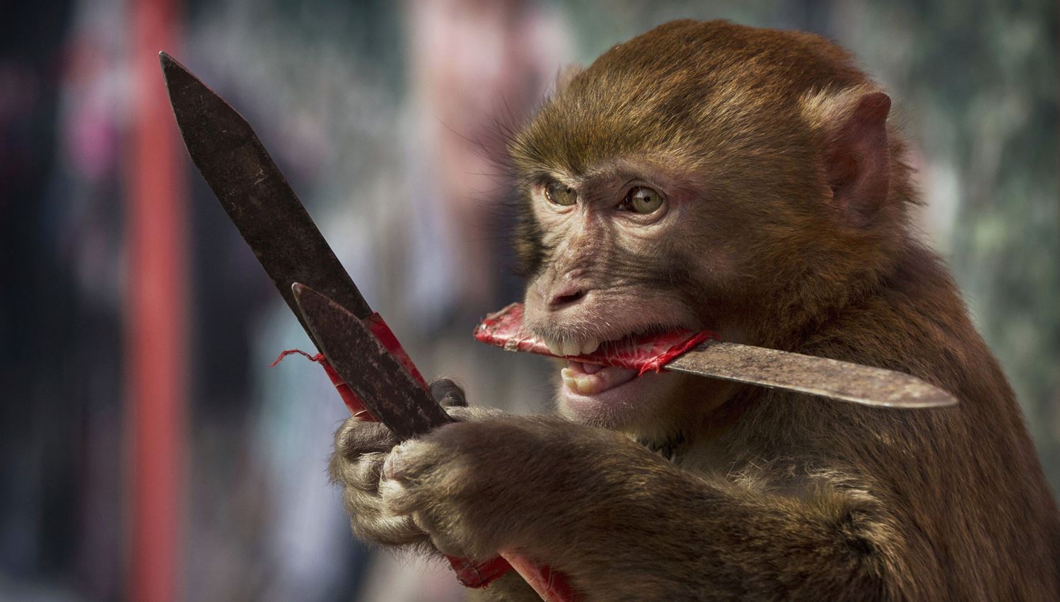 Animals With Knives, Ranked Animals With Knives, Ranked