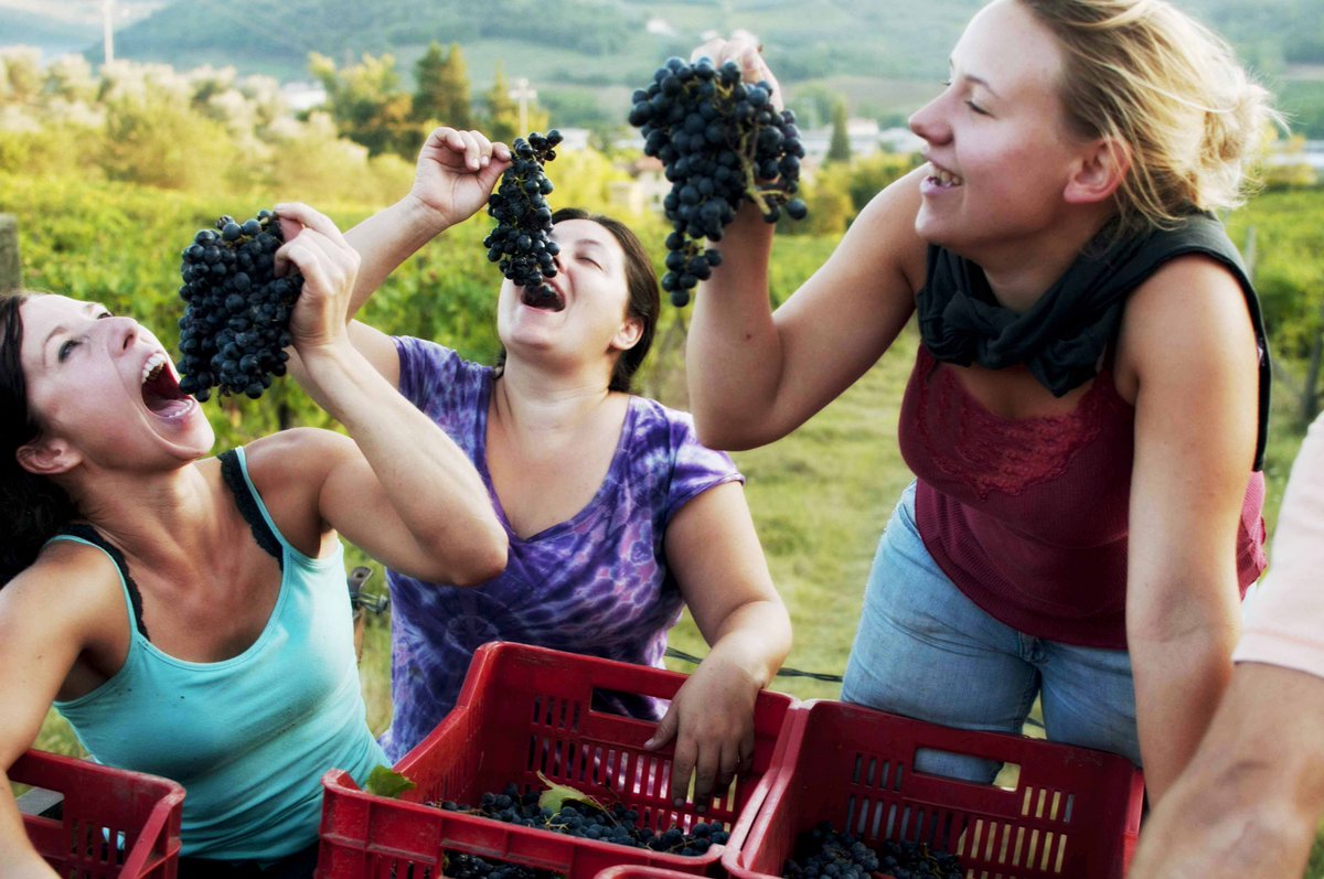 Pure_Vino tweet picture