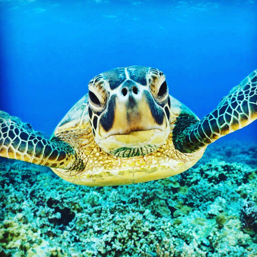 VacationGROM's tweet photo. Turtle kisses for everyone🌴🐢💦💕 #aloha #maui #airbnb #travel #vacationrentals #hawaii #shop #vacationhome #paradise https://t.co/qSj3AcTg1E