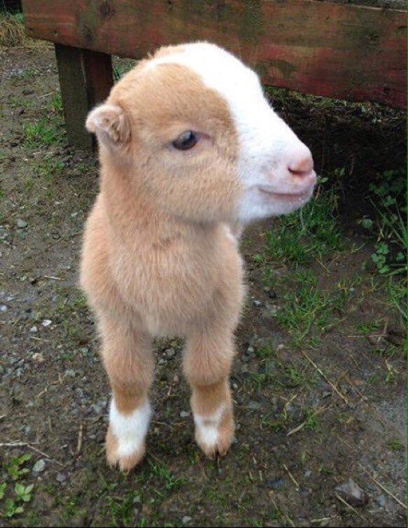 ORUAAF's tweet image. Can&apos;t have &quot;social goals&quot; without a reverence for &quot;social goats.&quot; @AAFFortWorth #TwitterCache @EverythingGoats