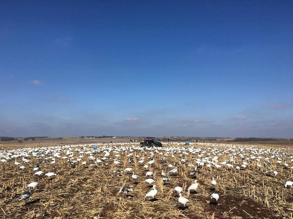 TonyVandemore's tweet photo. 1st Missouri #WhiteSpread: Check!! #Snows16 #HabitatFlats
#BehindTheHunt #HabitatFlats #U… https://t.co/nu48CrqUiB https://t.co/vS3yxWIYgu