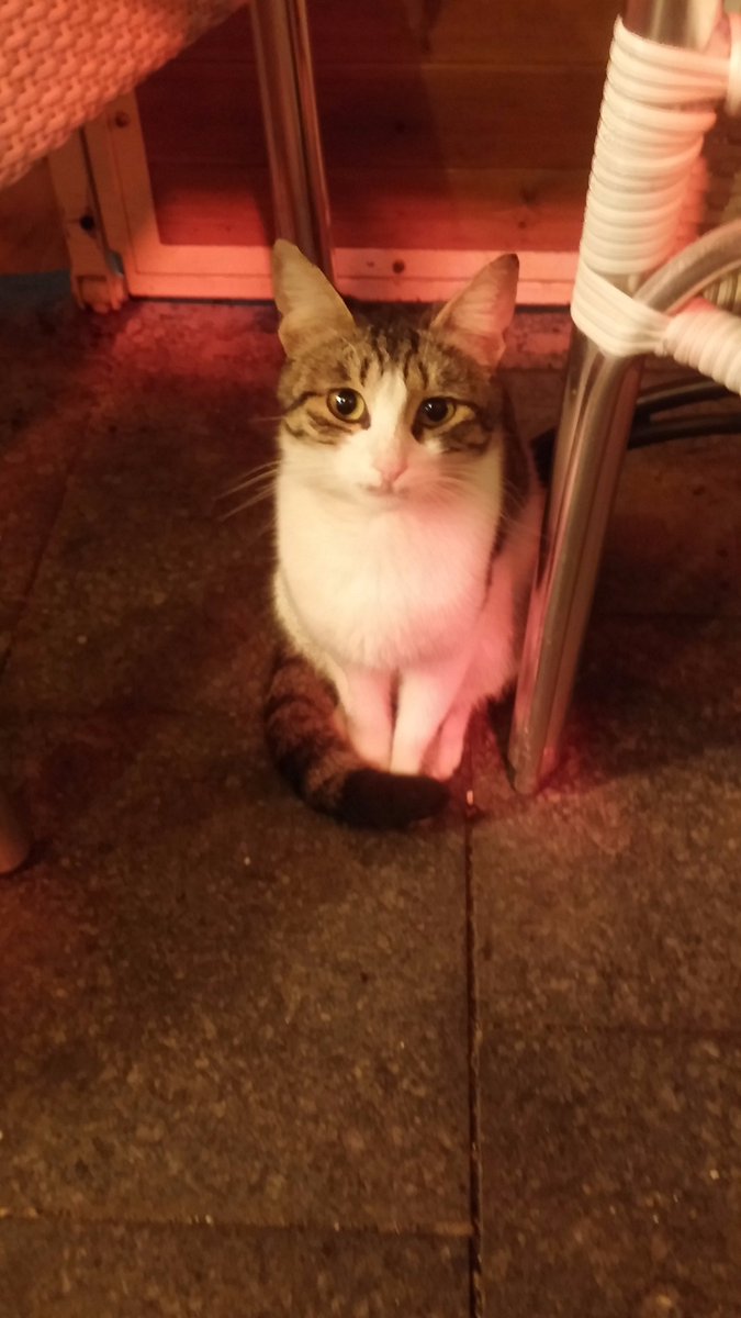 IsraelinTouch's tweet image. Where are you ? #ImissYOU ! 
#Cat #Israel #Hibba #Birthright