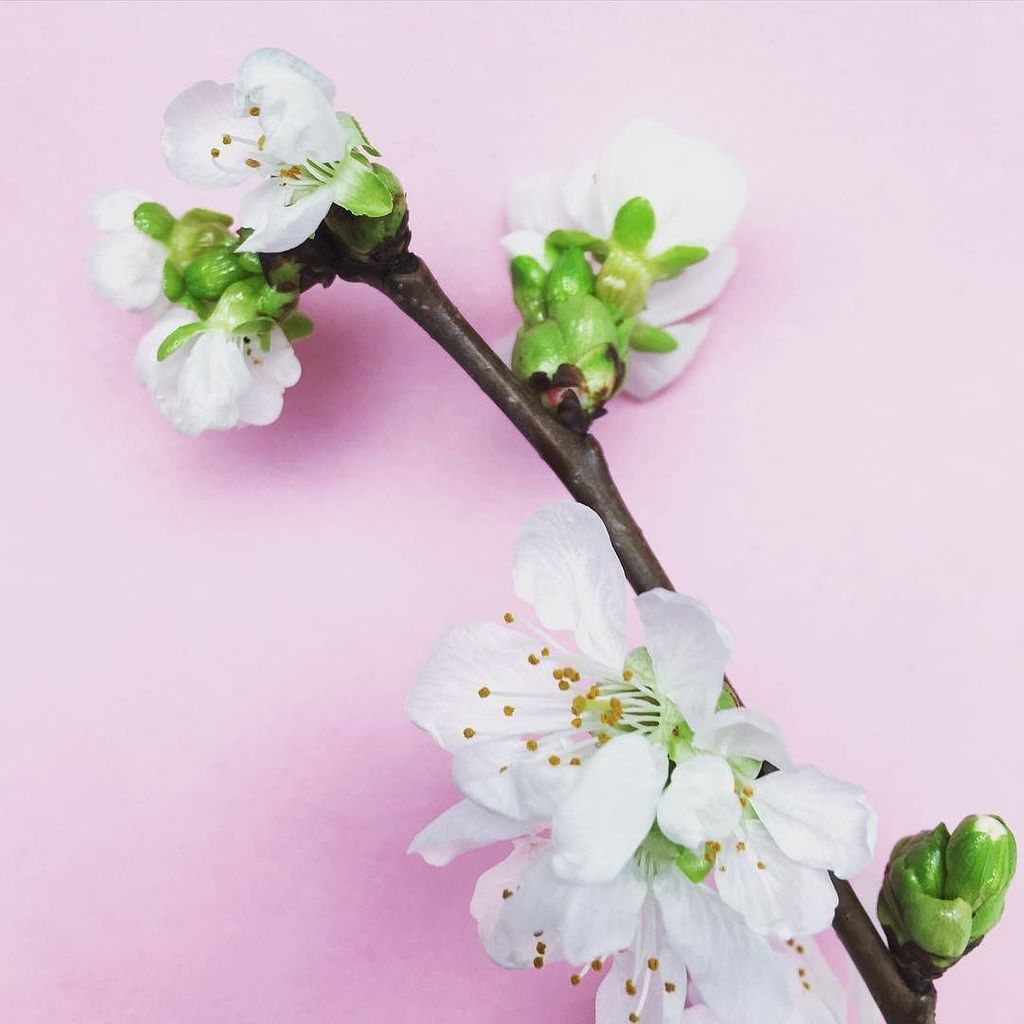 maybeyoulike's tweet photo. Maybe it's spring already? #ohwinter #whereareyou #flowers #kirschblรผten #spring https://t.co/qWPtNQz1I5 https://t.co/rULdyJReNg