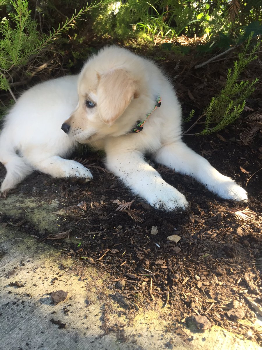 She's really cute and all but she's not afraid to pee on your bed
