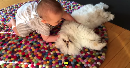 HiCatTV's tweet photo. Baby Meets Cat for the first time ! https://t.co/ORJoVS6Sf3 https://t.co/mg0wMX48PZ