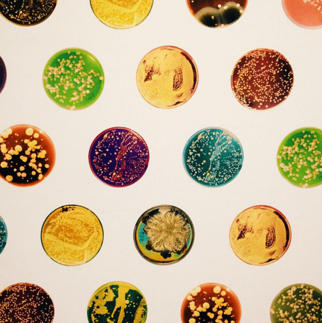 AMNH's tweet photo. A beautiful array of belly button microbe cultures in The Secret #WorldInsideYou exhibition https://t.co/ijdP6N6Y60 https://t.co/vYxEEaYsdm
