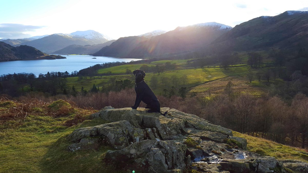 DramLakelandLab's tweet photo. #Gowbarrow looking over #LoveUllswater #NotJustLakes @cumbriaisopen @GDOCumbria @golakes @VisitEden @ITVborder https://t.co/Cy1PtHmFpD