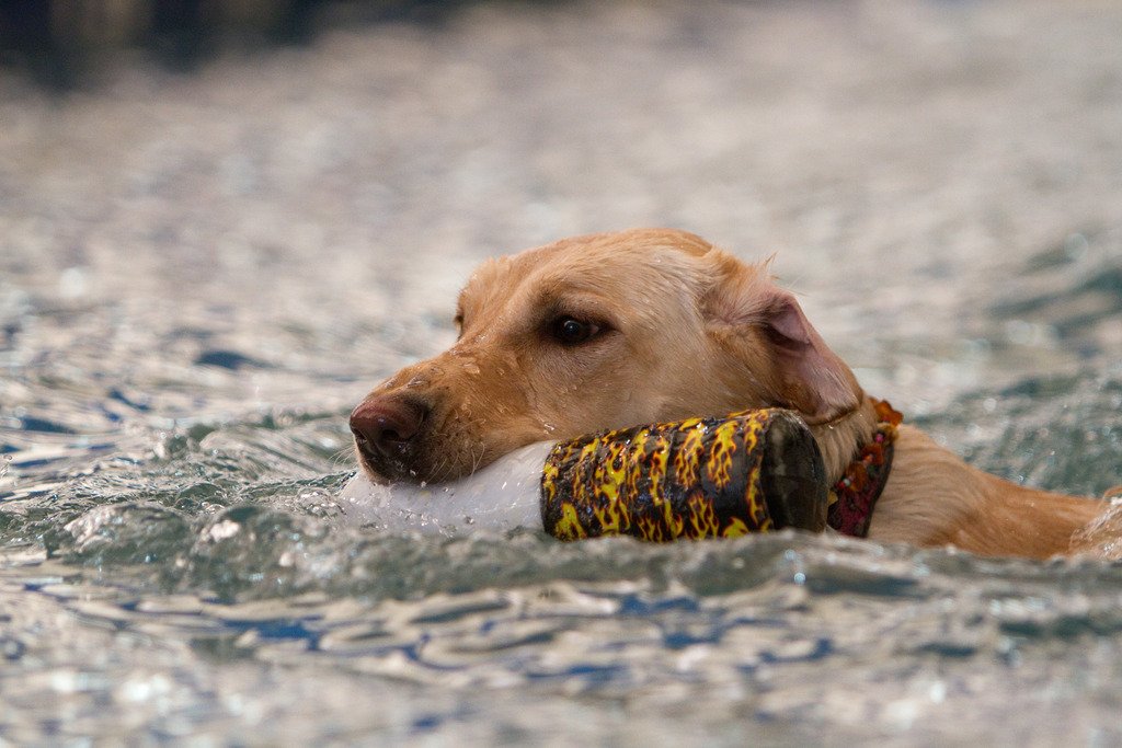 WAStateFairEC's tweet photo. The Spring Fair is soon, which means means #DockDogs is soon &amp; we couldn't be more excited. https://t.co/HvAfWTKKpi https://t.co/QpYLWrZIw4
