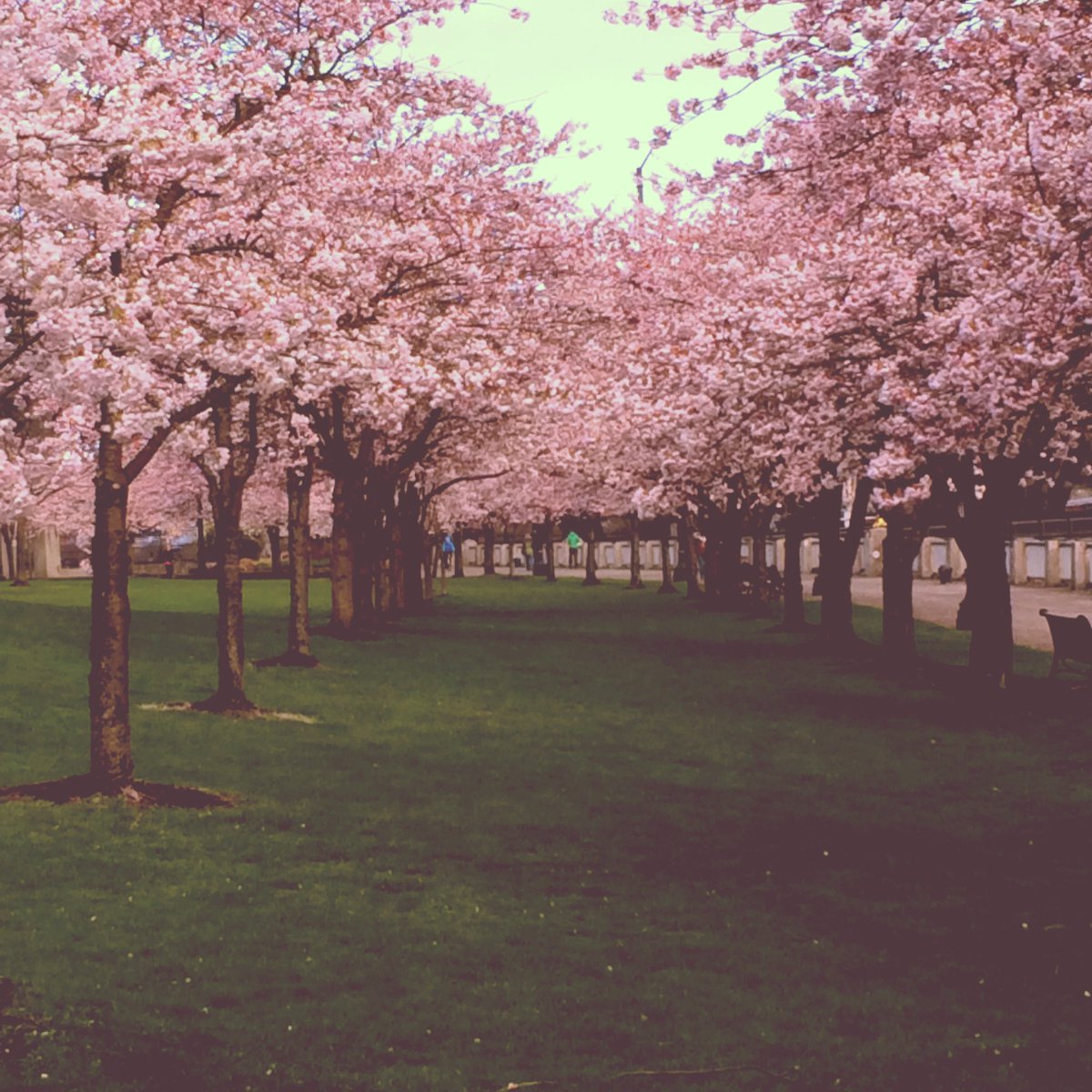 PDXParksandRec's tweet image. Anyone else ready to see some signs of spring, like Waterfront Park cherry blossoms? This is last year! #bringspring