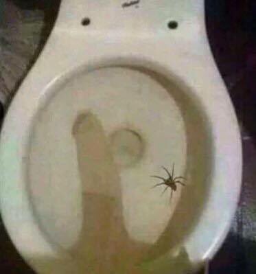 kolcxx's tweet photo. HELP THERE IS A MASSIVE SPIDER IN MY TOILET https://t.co/WdOKrwXQB4