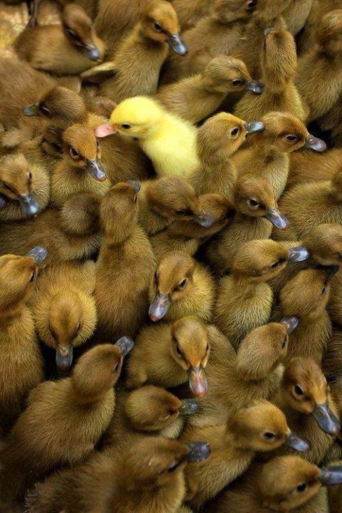 AnimalsShot's tweet photo. I'm unique and i am boss https://t.co/eBnCRG2UXf